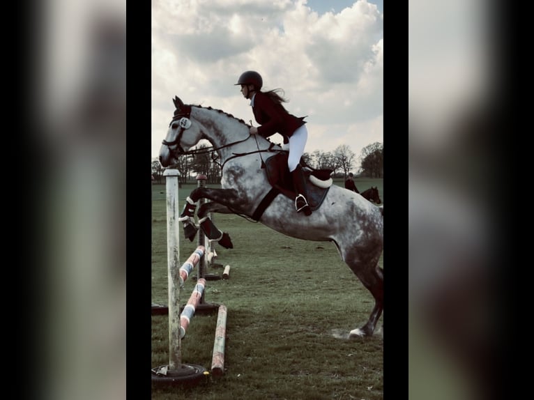 Koń westfalski Klacz 6 lat 170 cm Siwa jabłkowita in Havelberg