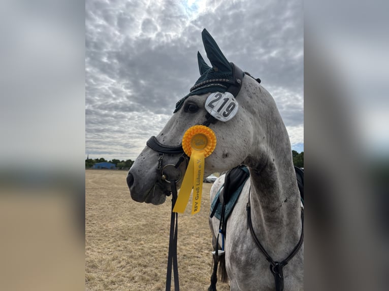 Koń westfalski Klacz 6 lat 170 cm Siwa jabłkowita in Havelberg
