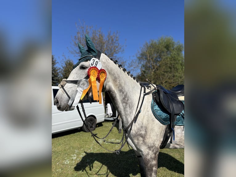 Koń westfalski Klacz 6 lat 170 cm Siwa jabłkowita in Havelberg