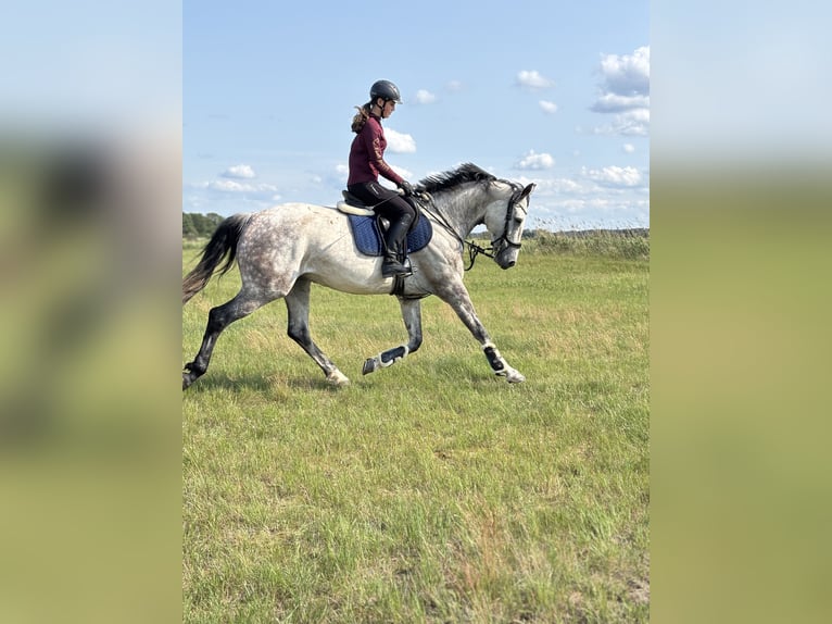 Koń westfalski Klacz 6 lat 170 cm Siwa jabłkowita in Havelberg
