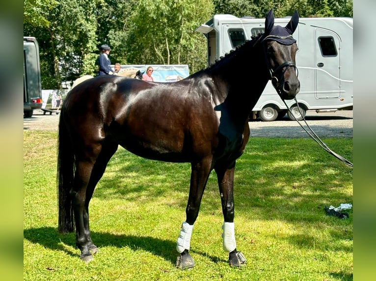 Koń westfalski Klacz 6 lat 172 cm Ciemnogniada in Pulheim