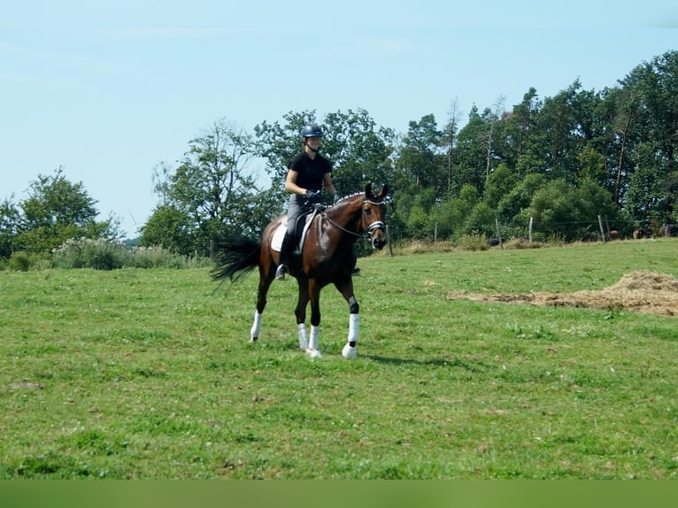 Koń westfalski Klacz 6 lat 172 cm Gniada in Iserlohn