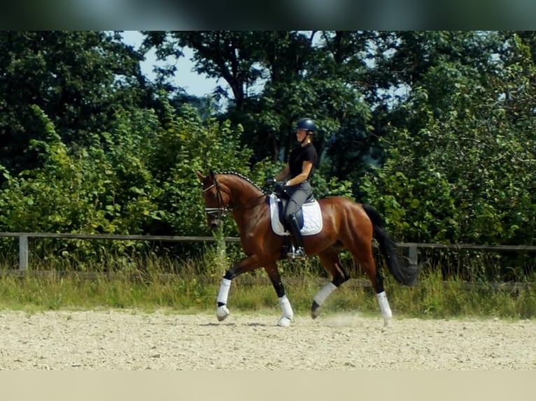 Koń westfalski Klacz 6 lat 172 cm Gniada in Iserlohn