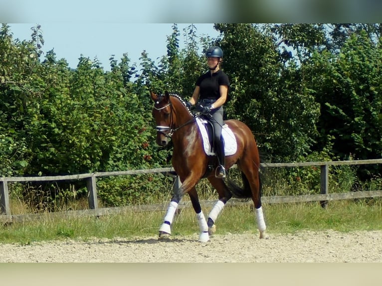 Koń westfalski Klacz 6 lat 172 cm Gniada in Iserlohn