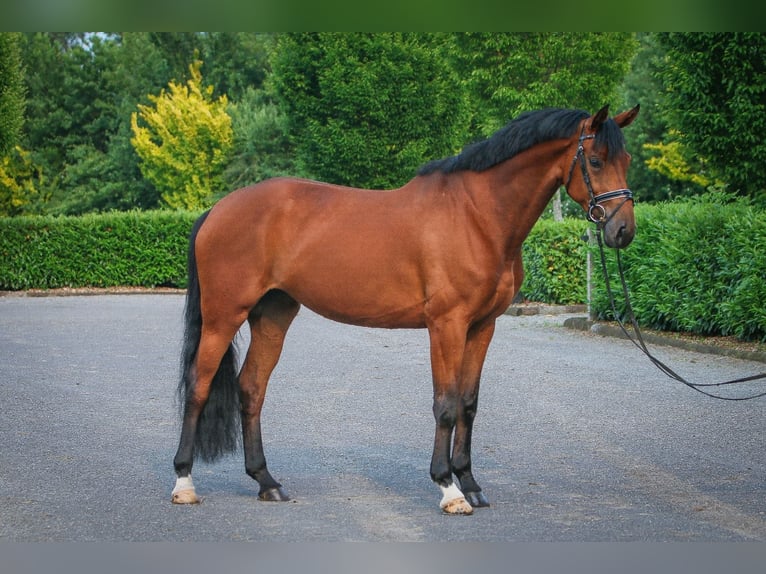 Koń westfalski Klacz 6 lat 172 cm Gniada in Nordhorn