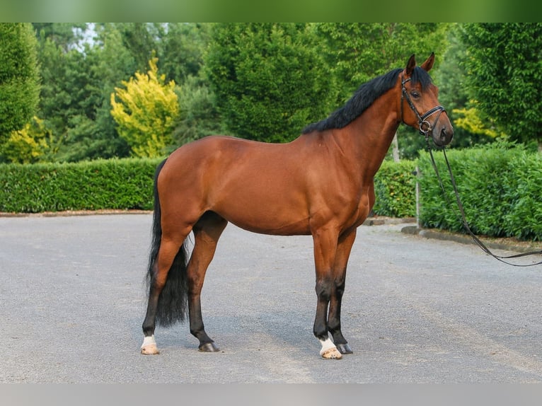 Koń westfalski Klacz 6 lat 172 cm Gniada in Nordhorn