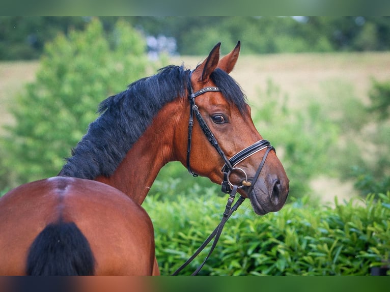 Koń westfalski Klacz 6 lat 172 cm Gniada in Nordhorn