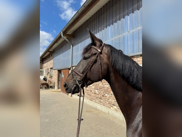 Koń westfalski Klacz 6 lat 172 cm Kara in Grevenbroich