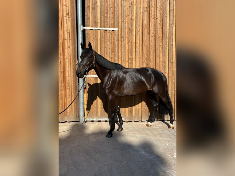 Koń westfalski Klacz 6 lat 172 cm Kara in Grevenbroich