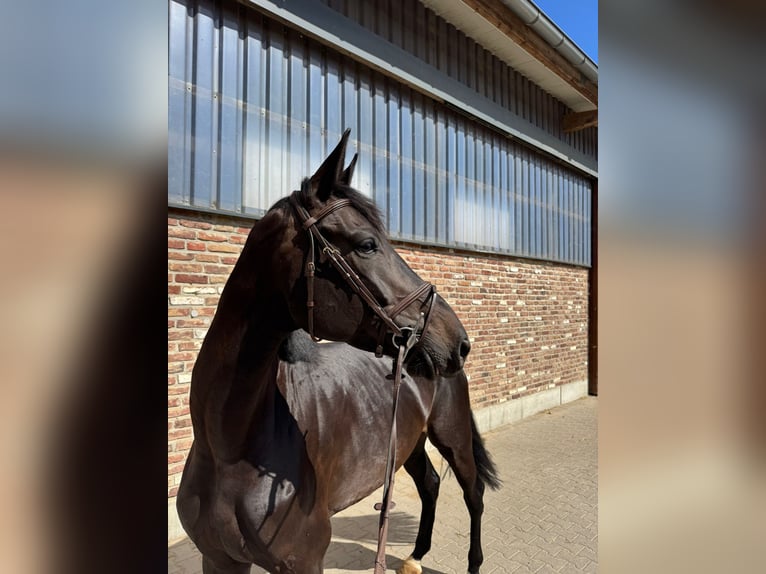 Koń westfalski Klacz 6 lat 172 cm Kara in Grevenbroich