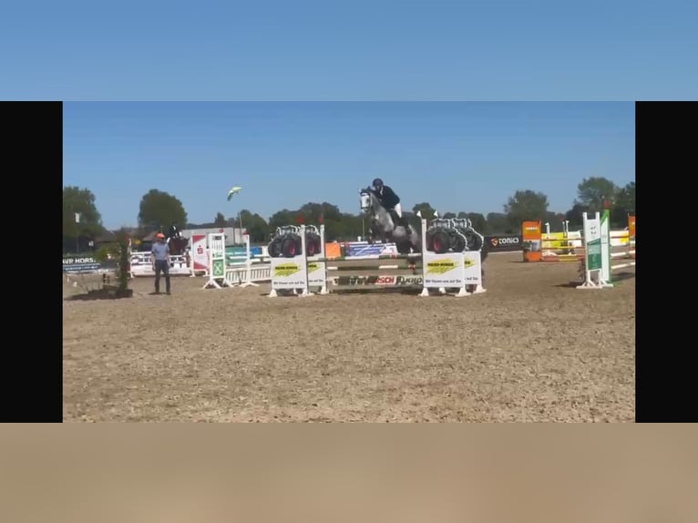 Koń westfalski Klacz 6 lat 172 cm Siwa jabłkowita in Lohne (Oldenburg)
