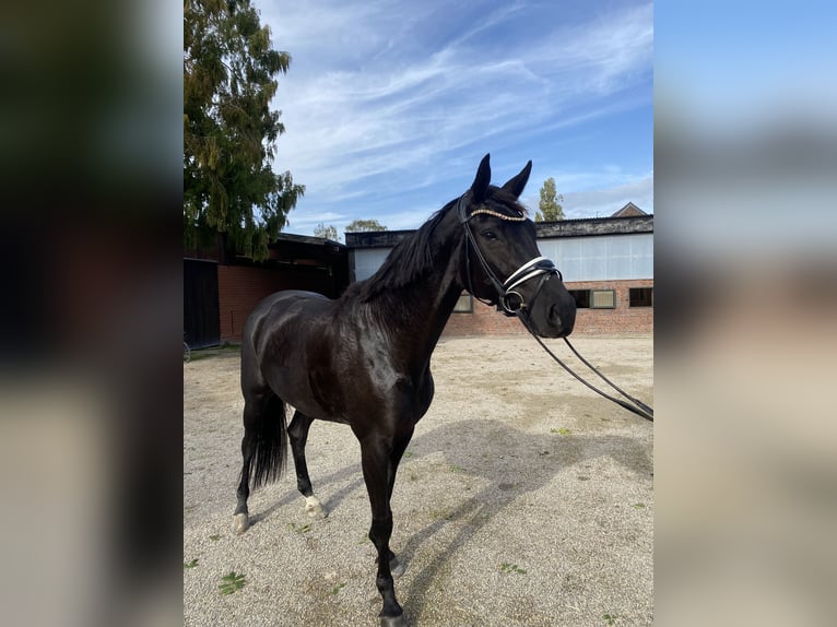 Koń westfalski Klacz 6 lat 175 cm Kara in Essen