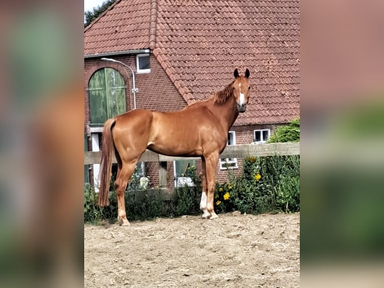 Koń westfalski Klacz 6 lat 175 cm Kasztanowata in Stokkum