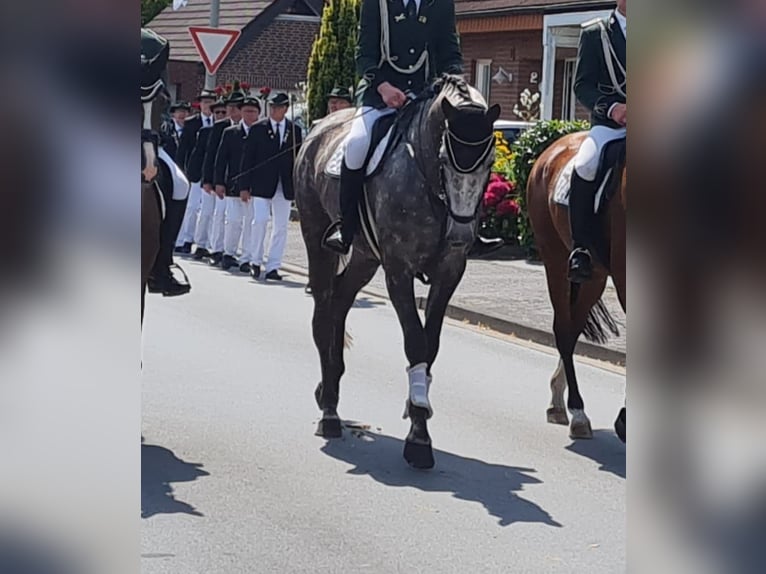 Koń westfalski Klacz 6 lat 178 cm Siwa in Sassenberg