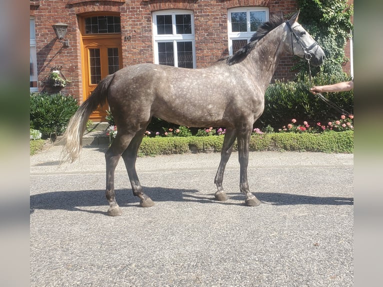 Koń westfalski Klacz 6 lat 178 cm Siwa in Sassenberg