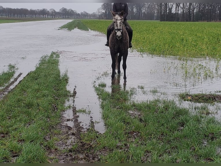 Koń westfalski Klacz 6 lat 178 cm Siwa in Sassenberg