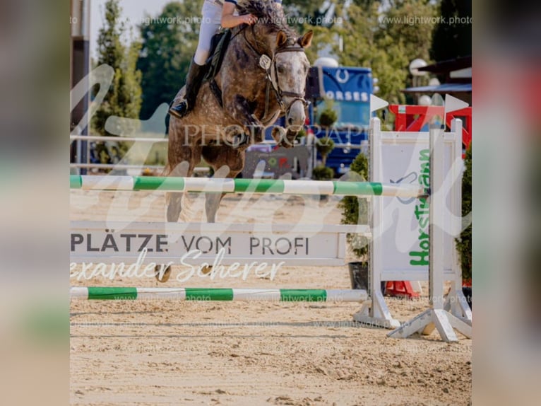 Koń westfalski Klacz 6 lat 178 cm Siwa in Sassenberg