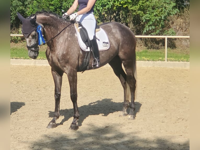 Koń westfalski Klacz 6 lat 178 cm Siwa in Sassenberg