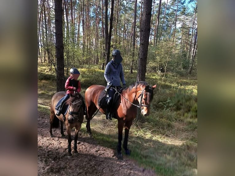 Koń westfalski Klacz 7 lat 160 cm Gniada in Warstein