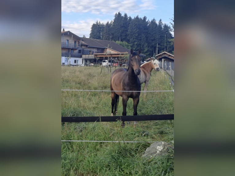 Koń westfalski Klacz 7 lat 162 cm Gniada in Fischen i.Allgäu