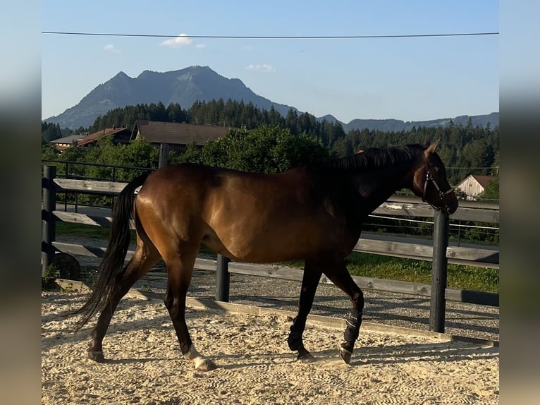 Koń westfalski Klacz 7 lat 162 cm Gniada in Fischen i.Allgäu