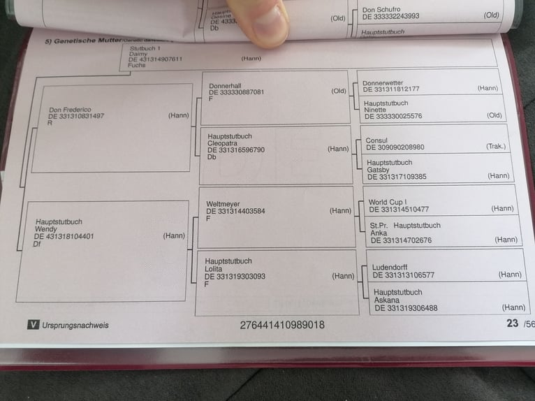 Koń westfalski Klacz 7 lat 163 cm Ciemnokasztanowata in Speyer