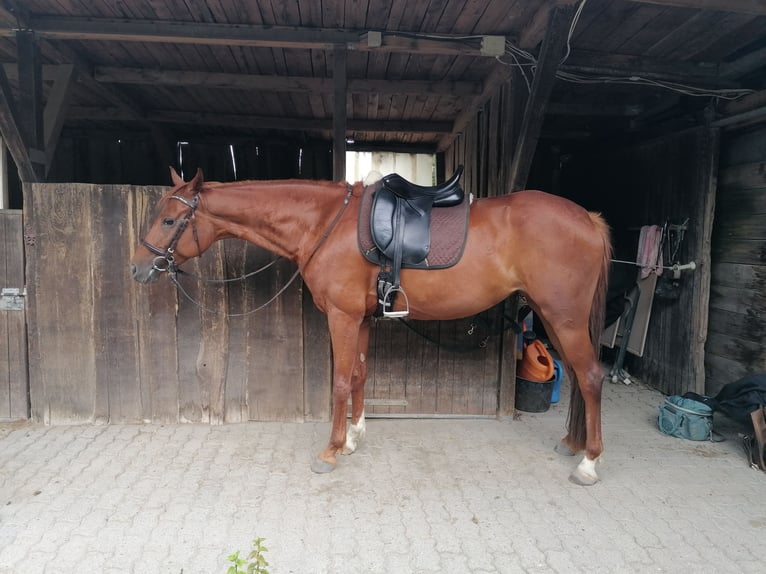 Koń westfalski Klacz 7 lat 163 cm Ciemnokasztanowata in Speyer