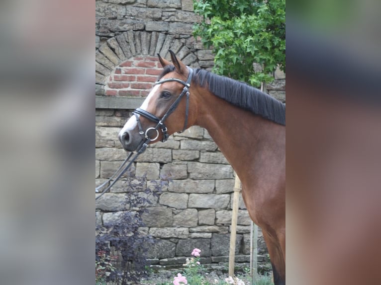 Koń westfalski Klacz 7 lat 163 cm Gniada in Schwerte