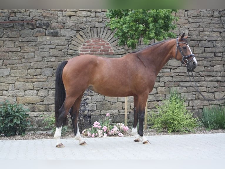 Koń westfalski Klacz 7 lat 163 cm Gniada in Schwerte