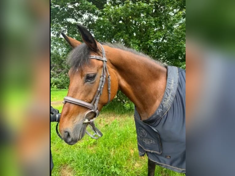 Koń westfalski Klacz 7 lat 163 cm Gniada in Brilon