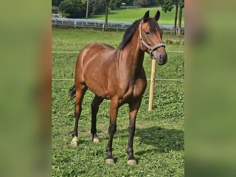 Koń westfalski Klacz 7 lat 163 cm Gniada in Brilon