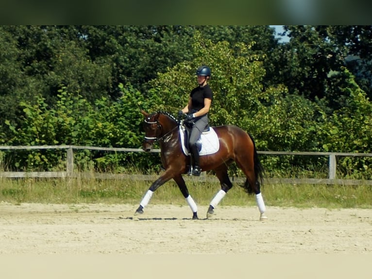 Koń westfalski Klacz 7 lat 163 cm Gniada in Iserlohn