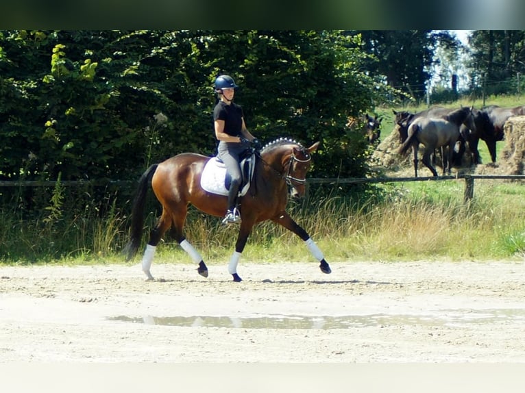 Koń westfalski Klacz 7 lat 163 cm Gniada in Iserlohn