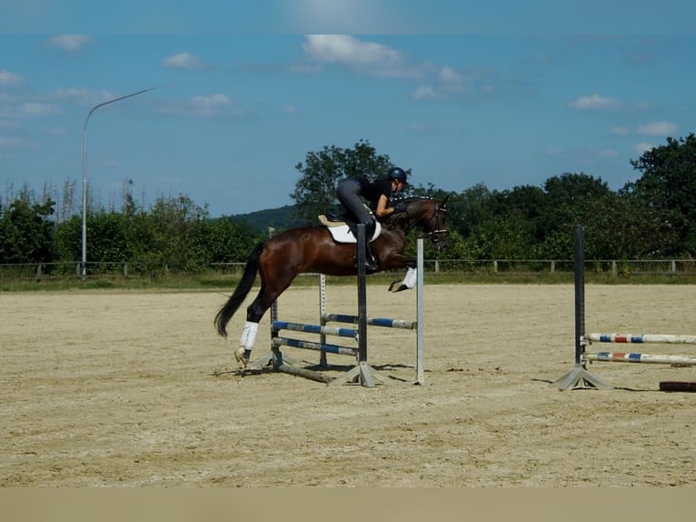 Koń westfalski Klacz 7 lat 163 cm Gniada in Iserlohn