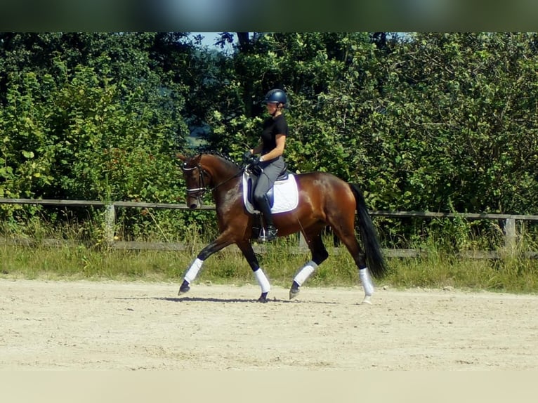 Koń westfalski Klacz 7 lat 163 cm Gniada in Iserlohn