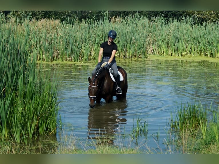 Koń westfalski Klacz 7 lat 163 cm Gniada in Iserlohn