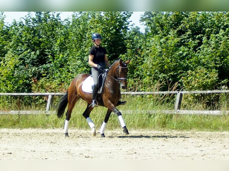 Koń westfalski Klacz 7 lat 163 cm Gniada in Iserlohn