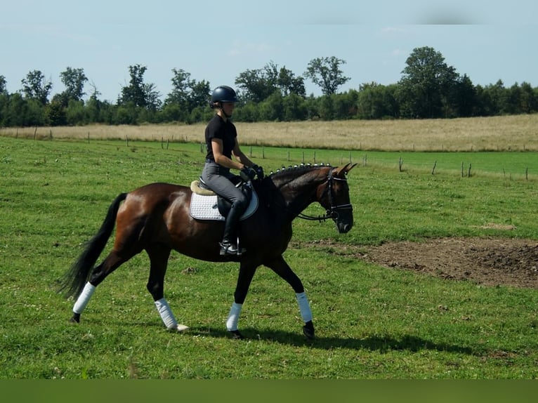 Koń westfalski Klacz 7 lat 163 cm Gniada in Iserlohn