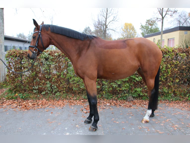 Koń westfalski Klacz 7 lat 163 cm Gniada in Waigolshausen