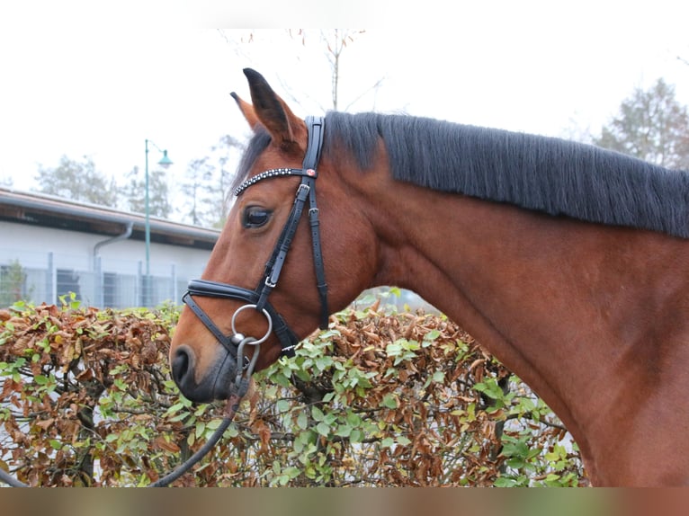 Koń westfalski Klacz 7 lat 163 cm Gniada in Waigolshausen