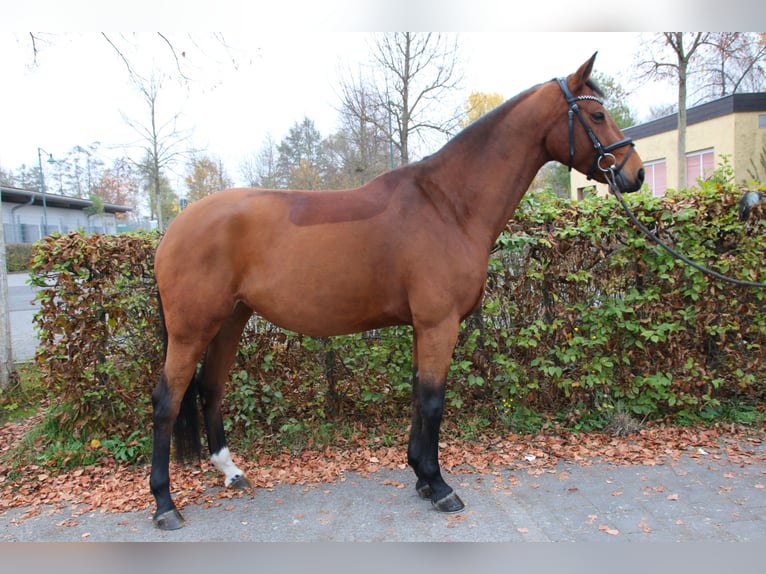 Koń westfalski Klacz 7 lat 163 cm Gniada in Waigolshausen