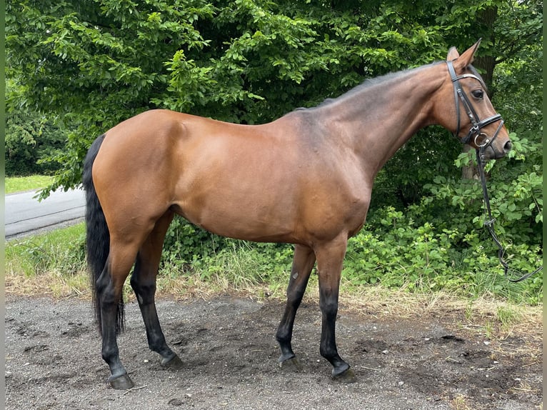 Koń westfalski Klacz 7 lat 164 cm Gniada in Overath