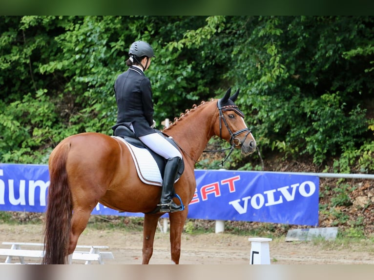 Koń westfalski Klacz 7 lat 164 cm Kasztanowata in Tecklenburg