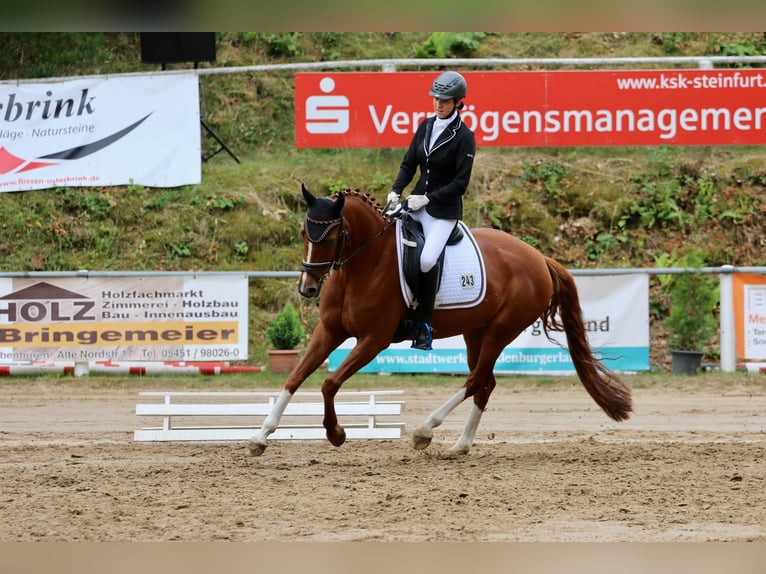 Koń westfalski Klacz 7 lat 164 cm Kasztanowata in Tecklenburg