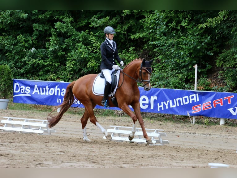 Koń westfalski Klacz 7 lat 164 cm Kasztanowata in Tecklenburg