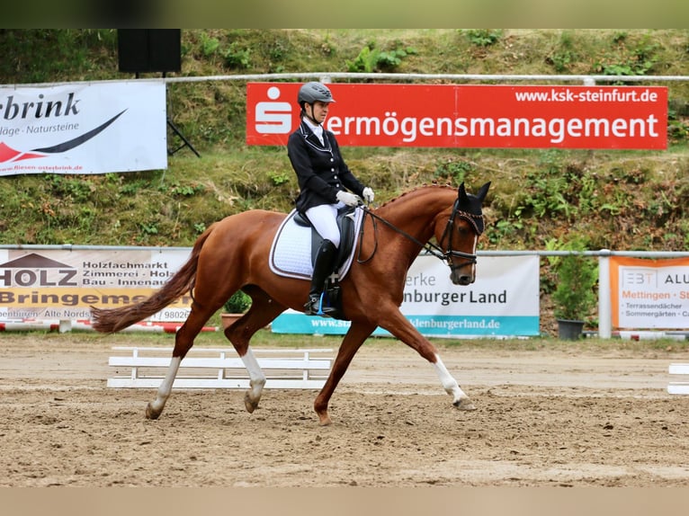 Koń westfalski Klacz 7 lat 164 cm Kasztanowata in Tecklenburg