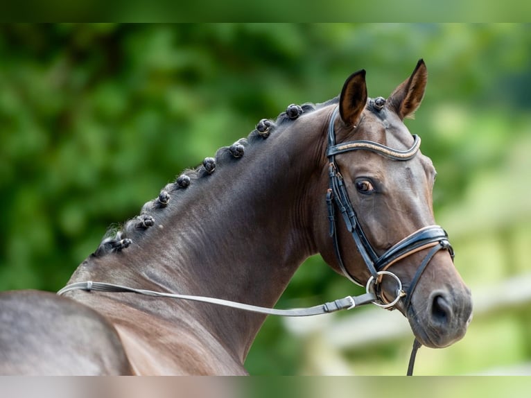 Koń westfalski Klacz 7 lat 165 cm Ciemnogniada in Lummen