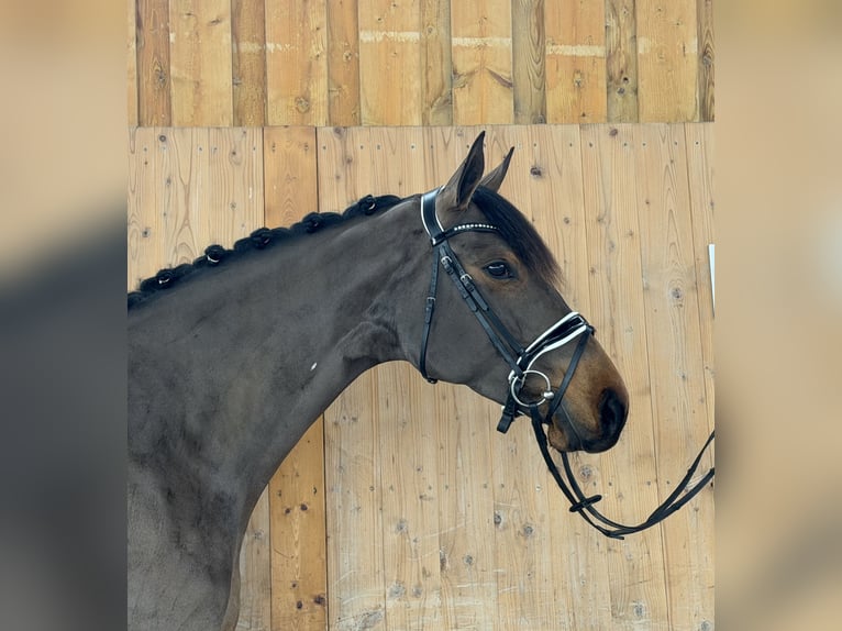Koń westfalski Klacz 7 lat 165 cm Ciemnogniada in Riedlingen