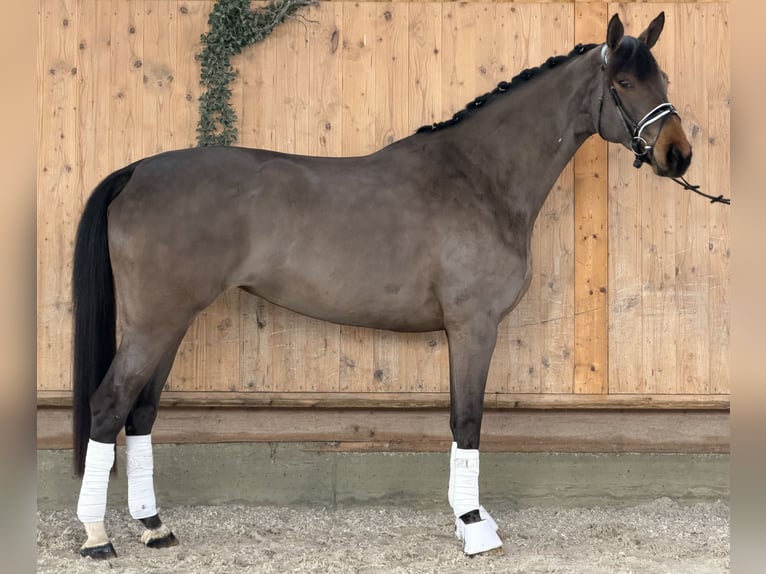 Koń westfalski Klacz 7 lat 165 cm Ciemnogniada in Riedlingen
