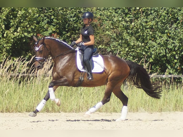 Koń westfalski Klacz 7 lat 165 cm Ciemnogniada in Iserlohn